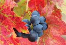 MONOGRÁFICO - SOLUCIONES ENOLÓGICAS - PRODUCTOS DE LABORATORIO - REVISTA ENÓLOGOS