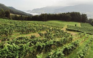 REVISTA ENÓLOGOS - ASOCIACIÓN ENÓLOGOS DE RIOJA - ‘VIAJE LIGERO’ - DO BIZKAIKO TXAKOLINA-TXAKOLI DE VIZCAYA
