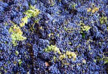 REVISTA ENÓLOGOS – EXPORTACIÓN DE VINO A GRANEL - OEMV - ENERO DE 2024