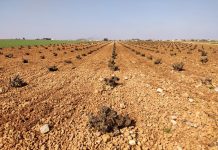 REVISTA ENÓLOGOS – AIRÉN - ANTONIO MORATA – UNIVERSIDAD POLITÉCNICA DE MADRID – UPM - IVICAM