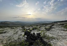 REVISTA ENÓLOGOS – GOPAGOS - DOP MONTILLA-MORILES - DOP MÁLAGA Y SIERRAS DE MÁLAGA - DOP CONDADO DE HUELVA Y VINO NARANJA DEL CONDADO DE HUELVA