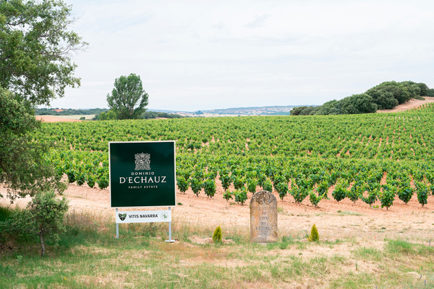 REVISTA ENÓLOGOS – ARCA DE NOÉ VITÍCOLA – DOMINIO D’ECHAUZ – RIBERA DEL DUERO – RIBERA SORIANA – BIOTIPOS DE VID VITIS NAVARRA – SALVADOR ARELLANO 