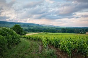 CIERRE DE CAMPAÑA 2024/25 – REVISTA ENÓLOGOS – PRODUCCIÓN DE VINO Y MOSTO COOPERATIVAS AGRO-ALIMENTARIAS DE ESPAÑA - VENDIMIA – ESTIMACIÓN A LA BAJA – SEQUÍA ESTIVAL