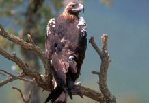 ESTUDIO DE IMPACTO AMBIENTAL - PROYECTO PLANTA DE PRODUCCIÓN DE BIOGÁS – BIOMETANO-ARGAMASILLA DE CALATRAVA- CARRIÓN DE CALATRAVA – CIUDAD REA –EMILIANO GARCÍA-PAGE – DIONISIO MORENO ANTEQUERA - NORTIBEN GREEN ENERGY I S.L. –JESÚS MANUEL RUIZ VALLE ÁGUILA IMPERIAL –BUITRE NEGRO