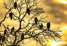 REVISTA ENÓLOGOS – REBELIÓN EN EL AYUNTAMIENTO DE SOCUÉLLAMOS – CONCHI ARENAS – MARÍA JOSÉ BETETA – JESÚS MARTÍN – EMILIANO GARCÍA-PAGE – CARACUEL DE CALATRAVA – SOCUÉLLAMOS – LLANOS DEL CAUDILLO – TOMELLOSO – VALDEPEÑAS - CAMPO DE CRIPTANA - CARRIÓN DE CALATRAVA – MANZANARES – HERENCIA - ALCÁZAR DE SAN JUAN - ARGAMASILLA DE CALATRAVA - MEMBRILLA - TORRALBA DE CALATRAVA – PP – VOX – PSOE – LOBBY GASÍSTICO, CAZASUBVENCIONES – FONDOS BUITRES – FONDOS DE INVERSIÓN