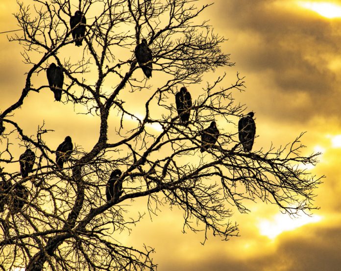 REVISTA ENÓLOGOS – REBELIÓN EN EL AYUNTAMIENTO DE SOCUÉLLAMOS – CONCHI ARENAS – MARÍA JOSÉ BETETA – JESÚS MARTÍN – EMILIANO GARCÍA-PAGE – CARACUEL DE CALATRAVA – SOCUÉLLAMOS – LLANOS DEL CAUDILLO – TOMELLOSO – VALDEPEÑAS - CAMPO DE CRIPTANA - CARRIÓN DE CALATRAVA – MANZANARES – HERENCIA - ALCÁZAR DE SAN JUAN - ARGAMASILLA DE CALATRAVA - MEMBRILLA - TORRALBA DE CALATRAVA – PP – VOX – PSOE – LOBBY GASÍSTICO, CAZASUBVENCIONES – FONDOS BUITRES – FONDOS DE INVERSIÓN