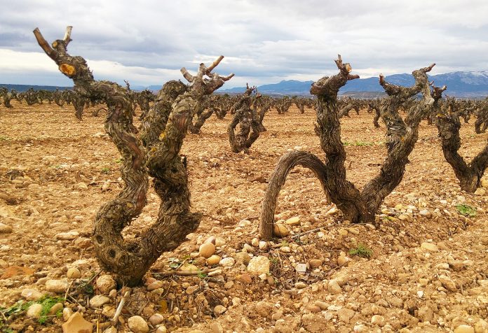 REVISTA ENÓLOGOS – VIR – ABRA – ASOCIACIÓN DE BODEGAS DE RIOJA ALAVESA - – DOP VIÑEDOS DE ÁLAVA-ARABAKO MAHASTIAK – DOC RIOJA – RIOJA ALTA – RIOJA OCCIDENTAL – RIOJA ALAVESA - TRIBUNAL SUPERIOR DE JUSTICIA DEL PAÍS VASCO (TSJPV) – TRIBUNAL SUPREMO – GOBIERNO VASCO – NACIONALISMO – INDEPENDENTISMO - SAÚL GIL BERZAL – BODEGAS FAMILIARES DE RIOJA – LAGUARDIA – ÁLAVA – VITORIA – LOGROÑO – JUAN CARLOS LÓPEZ DE LACALLE – BODEGAS Y VIÑEDOS ARTADI