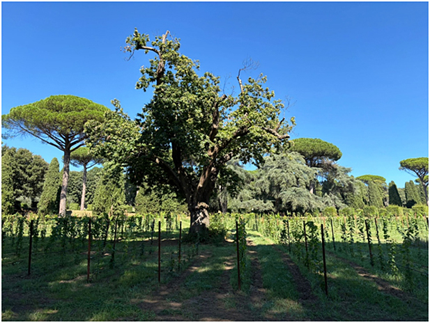 BORGO LAUDATO SI - VIGNA LAUDATO SI - SOSTENIBILIDAD – REVISTA ENÓLOGOS – ANTONIO MORATA – PAPA FRANCISCO – LEÓN XIV – DOMICIANO – LAGO ALBANO –CARDENAL FABIO BAGGIO 