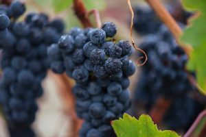 REVISTA ENÓLOGOS – CRDO CALIFICADA RIOJA – LOGROÑO – AÑADA EXCELENTE SESIÓN PLENARIA – CENTENARIO DE LA DOC RIOJA – ALEJANDRA RUBIO