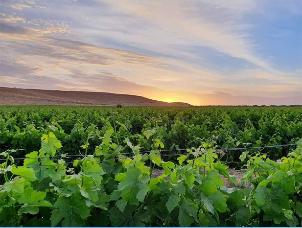 REVISTA ENÓLOGOS – DESIERTO DEL NEGEV – ISRAEL - CONSORCIO DE VINOS DEL NEGEV LA FUNDACIÓN MERAGE ISRAEL Y LA FUNDACIÓN HISPANOJUDÍA - KIRYAT GAT – EILAT – CHAMPAGNE –BURDEOS – CHIANTI – RIOJA - RIBERA DEL DUERO - NAPA VALLEY – MILAGRO DEL NEVEV