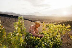 REVISTA ENÓLOGOS - DOP VINOS DE LANZAROTE – VENDIMIA TEMPRANA – ALTAS TEMPERATURAS – PRODUCCIÓN ESTIMADA DE 2,5 MILLONES DE KILOS – MALVASÍA VOLCÁNICA - JORGE RODRÍGUEZ – BODEGAS JABLE – EL GRIFO – BODEGA DAVID FERNÁNDEZ