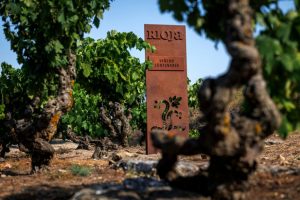 REVISTA ENÓLOGOS – DOC RIOJA – VIÑEDO VIEJO Y CENTENARIO DE ESPAÑA – ELCIEGO –RAQUEL PÉREZ CUEVAS – PATRIMONIO NATURAL