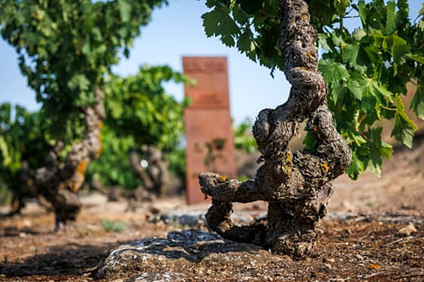 REVISTA ENÓLOGOS – DOC RIOJA – VIÑEDO VIEJO Y CENTENARIO DE ESPAÑA – ELCIEGO –RAQUEL PÉREZ CUEVAS – PATRIMONIO NATURAL