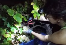 REVISTA ENÓLOGOS – CONSEJO REGULADOR DEL CONDADO DE HUELVA – RECOMENDACIONES – VENDIMIA 2026 - DENOMINACIONES DE ORIGEN PROTEGIDAS CONDADO DE HUELVA Y VINAGRE DEL CONDADO DE HUELVA - INDICACIÓN GEOGRÁFICA PROTEGIDA VINO NARANJA DEL CONDADO DE HUELVA