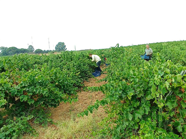 REVISTA ENÓLOGOS – CONSEJO REGULADOR DEL CONDADO DE HUELVA – RECOMENDACIONES – VENDIMIA 2026 - DENOMINACIONES DE ORIGEN PROTEGIDAS CONDADO DE HUELVA Y VINAGRE DEL CONDADO DE HUELVA - INDICACIÓN GEOGRÁFICA PROTEGIDA VINO NARANJA DEL CONDADO DE HUELVA