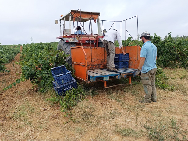 REVISTA ENÓLOGOS – CONSEJO REGULADOR DEL CONDADO DE HUELVA – RECOMENDACIONES – VENDIMIA 2026 - DENOMINACIONES DE ORIGEN PROTEGIDAS CONDADO DE HUELVA Y VINAGRE DEL CONDADO DE HUELVA - INDICACIÓN GEOGRÁFICA PROTEGIDA VINO NARANJA DEL CONDADO DE HUELVA