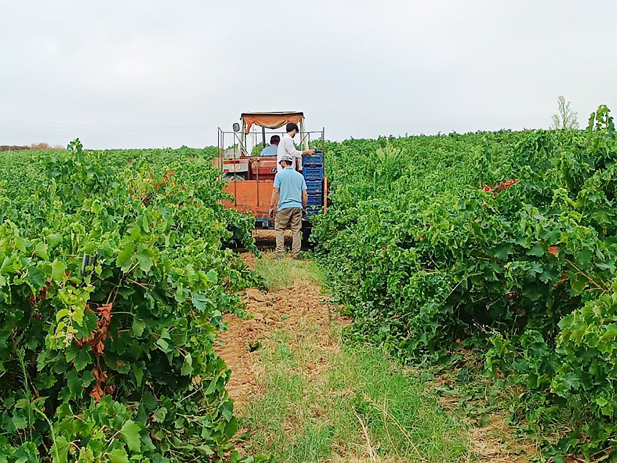 REVISTA ENÓLOGOS – CONSEJO REGULADOR DEL CONDADO DE HUELVA – RECOMENDACIONES – VENDIMIA 2026 - DENOMINACIONES DE ORIGEN PROTEGIDAS CONDADO DE HUELVA Y VINAGRE DEL CONDADO DE HUELVA - INDICACIÓN GEOGRÁFICA PROTEGIDA VINO NARANJA DEL CONDADO DE HUELVA