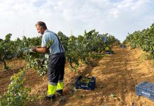 REVISTA ENÓLOGOS – MOSCATEL DE GRANO MENUDO – ZALEMA – VILLALBA DEL ALCOR – BODEGAS MARQUÉS DE VILLALÚA – VICENTE PÉRE GARCÍA DE PRADO – SAUVIGNON BLANC -