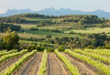 REVISTA ENÓLOGOS – DO PENEDÈS – REGLAMENTO – VINOS TRANQUILOS – ESPUMOSOS –