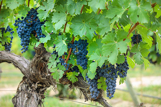 REVISTA ENÓLOGOS – JUAN CARLOS SANCHA – ARPROVI – AGRUPACIÓN RIOJANA PARA EL PROGRESO DE LA VITICULTURA – CENTRO DE LA CULTURA DEL RIOJA – OFERTA Y DEMANDA – DESEQUILIBRIO ESTRUCTURAL