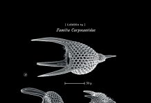 REVISTA ENÓLOGOS – ALBARIZA - TIERRA DEL VINO DE JEREZ – MICROSCOPIO - BELTRÁN PEÑA PARRA, GERARDO MEIRO MARTÍNEZ Y ANTONIO GUILLÉN OTERINO