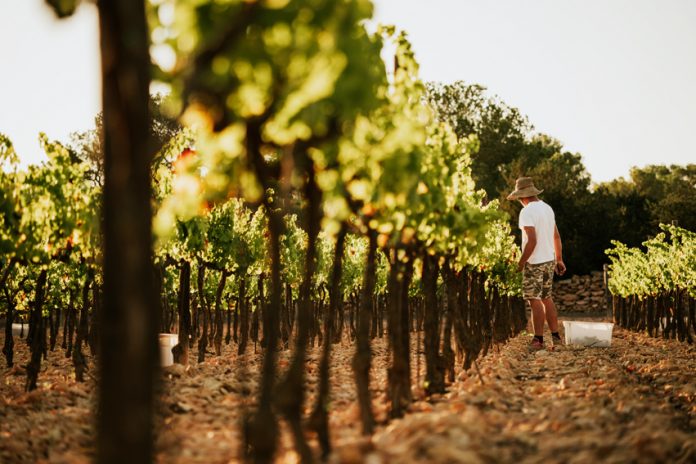 BODEGA TERRAMOLL – REVISTA ENÓLOGOS – ARCHIPIÉLAGO BALEAR – VENDIMIA EN LAS ISLAS BALEARES - VINTAE