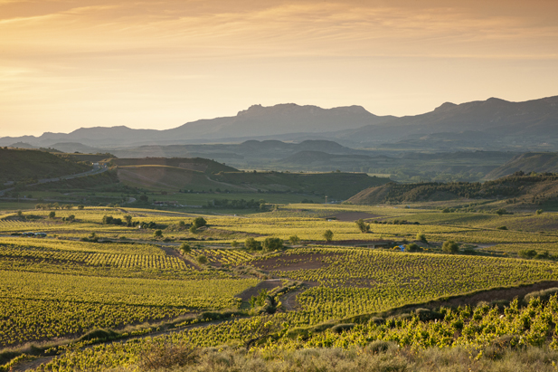 REVISTA ENÓLOGOS – BODEGAS RIOJANAS – PÉRDIDAS – RICHI ARAMBARRI – VINTAE – PLAN DE REESTRUCTURACIÓN 