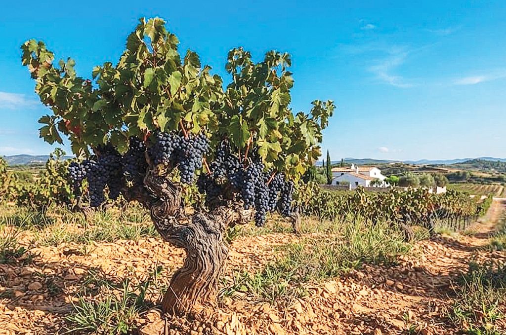 REVISTA ENÓLOGO0S – VIÑEDO VIEJO – LA ISLA DEL TESOR – ROBERT LOUIS STEVENSON –VIÑEDO CENTENARIO – JOHN SILVER EL LARGO – UNIÓN EUROPEA – ARRANCAMIENTO DE VIÑEDO – BRUSELAS