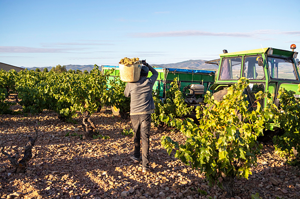 REVISTA ENÓLOGOS – DO CARIÑENHA – VENDIMIA 2026 – 5 KILOS MILLONES MÁS DE UVA –LA MAYOR Y MÁS ANTIGUA DENOMINACIÓN DE ARAGÓN –