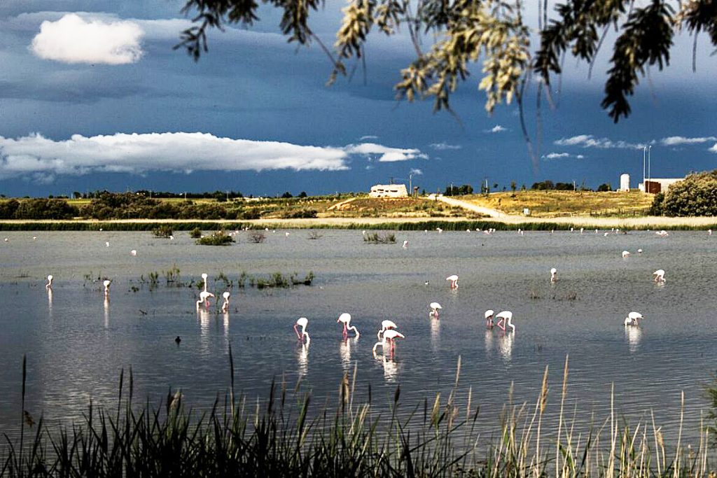 REVISTA ENÓLOGOS – PEDRO MUÑOZ (CIUDAD REAL) – CAMPO DE CRIPTANA – ARENALES DE SAN GREGORIO. EMILIANO GARCÍA-PAGE – SANTIAGO LUCAS-TORRES LÓPEZ-CASERO – SANTIAGO LUCAS-TORRES DE LA GUÍA – RESERVA NATURAL COMPLEJO LAGUNAR DE PEDRO MUÑOZ – ECOVALOR SOLUCIONES SL – RAQUEL PÉREZ NAVACERRADA – PARTIDO POPULAR – PARTIDO SOCIALISTA OBRERO ESPAÑOL – GOBIERNO DE CASTILLA-LA MANCHA – MACROPLANTA DE RSIDUOS LÍQUIDOS – TIERRA DE SACRIFICIO
