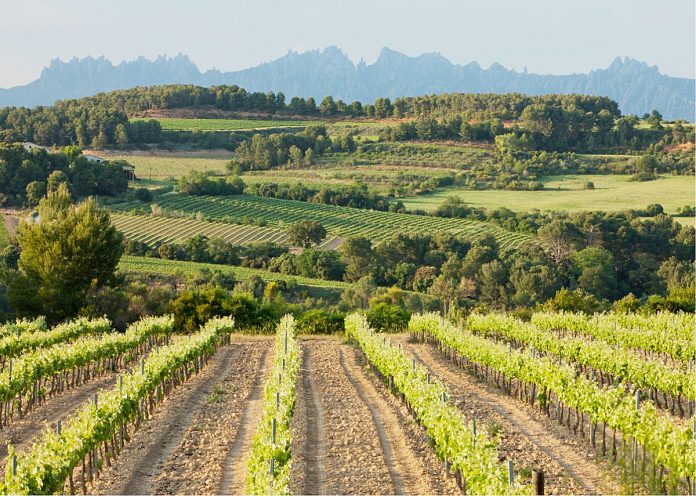 REVISTA ENÓLOGOS – DO PENEDÈS – VENDIMIA 2026 – VILAFRANCA DEL PENEDÈS – XARE-LO – MACABEO - GARNACHA TINTA - CARIÑENA