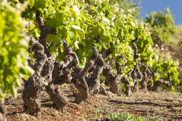 REVISTA ENÓLOGOS – BODEGAS RIOJANAS – RESULTADOS PRIMER SEMESTRE DE 2026 – RICHI ARAMBARRI – VINTAE – GEVISA WINE CAPITAL –