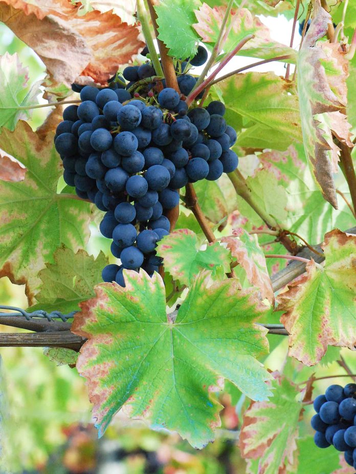 REVISTA ENÓLOGOS – ORUJO LIOFILIZADO – MYRTIA –COADYUVANTE NATURAL – ELABORACIÓN DE VINOS - MONASTRELL- JUAN DANIEL MORENO-OLIVARES - MARÍA JOSÉ GIMÉNEZ-BAÑÓN - ANA CEBRIÁN-PÉREZ - JOSÉ CAYETANO GÓMEZ-MARTÍNEZ - MARÍA ISABEL QUÍLEZ-PÉREZ - LUIS JAVIER PÉREZ-PRIETO - JUAN ANTONIO BLEDA-SÁNCHEZ - ROCÍO GIL-MUÑOZ - DIEGO JOSÉ FERNÁNDEZ-LÓPEZ - LEONOR RUIZ-GARCÍA
