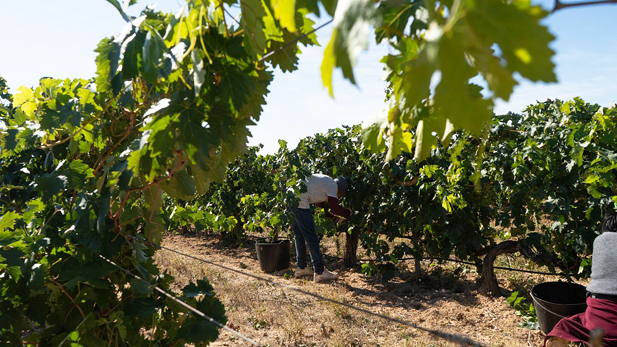 REVISTA ENÓLOGOS – DO CIGALES – VENDIMIA 2026 – UVA DE MADURACIÓN ÓPTIMA Y GRAN CALIDAD – BLANCOS, ROSADOS Y TINTOS