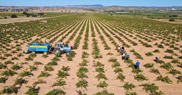 REVISTA ENÓLOGOS – VENDIMIA 2026 – FRANCIA – ITALIA – ESPAÑA – ALEMANIA – PORTUGAL – RIMANÍA – PRODUCCIÓN DE VINO Y MOSO