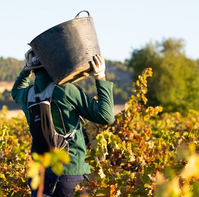 REVISTA ENÓLOGOS – VENDIMIA 2026 – FRANCIA – ITALIA – ESPAÑA – ALEMANIA – PORTUGAL – RUMANÍA – PRODUCCIÓN DE VINO Y MOSO