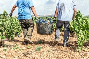 REVISTA ENÓLOGOS – DO VALDEREÑAS – VENDIMIA 2026 – UVA DE BUENA CALIDAD – 49 MILLONES DE KILOS DE UVA – VOLUMEN SIMILAR AL DEL AÑO PASADO –CRISTINA NIETO