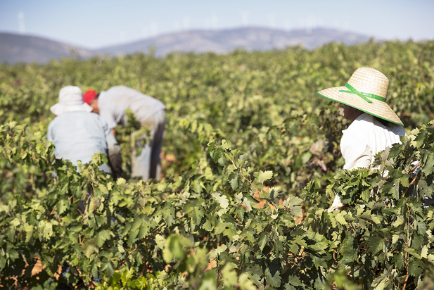 REVISTA ENÓLOGOS – DO VALDEREÑAS – VENDIMIA 2026 – UVA DE BUENA CALIDAD – 49 MILLONES DE KILOS DE UVA – VOLUMEN SIMILAR AL DEL AÑO PASADO –CRISTINA NIETO 