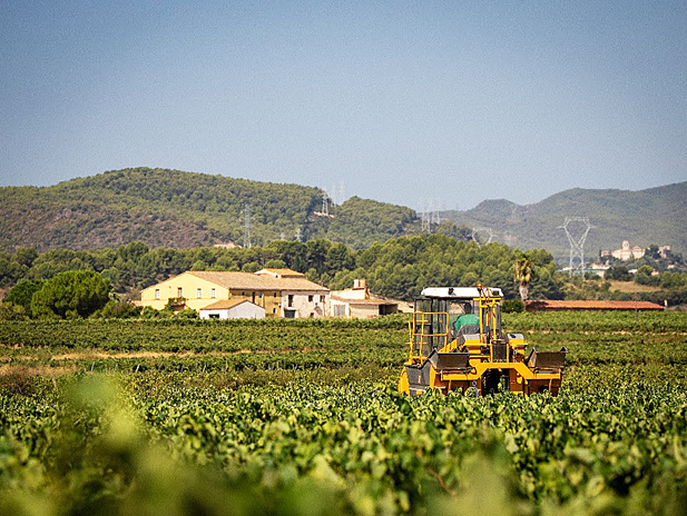 REVISTA ENÓLOGOS – VENDIMIA EN CATALUÑA 2026 – RECUPERACIÓN – BUEN COMPORTAMIENTO SANITARIO – GENERALITAT DE CATALUNYA - SEQUÍA