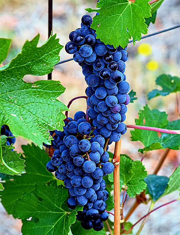 REVISTA ENÓLOGOS – FIVIN – EVIDENCIA CIENTÍFICA – VINO Y SALUD – DR, RAMÓN ESTRUCH - DR. JOSEP MASIP - DRA. CARMEN M. CLARO - DRA. VICTORIA MORENO – WINEVOME – PREDIMED