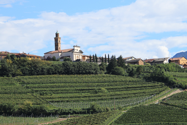 REVISTA ENÓLOGOS – VENDIMIA 2026 – FRANCIA – ITALIA – ESPAÑA – ALEMANIA – PORTUGAL – RIMANÍA – PRODUCCIÓN DE VINO Y MOSO